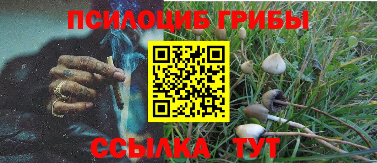 Псилоцибиновые грибы Cubensis Жигулёвск